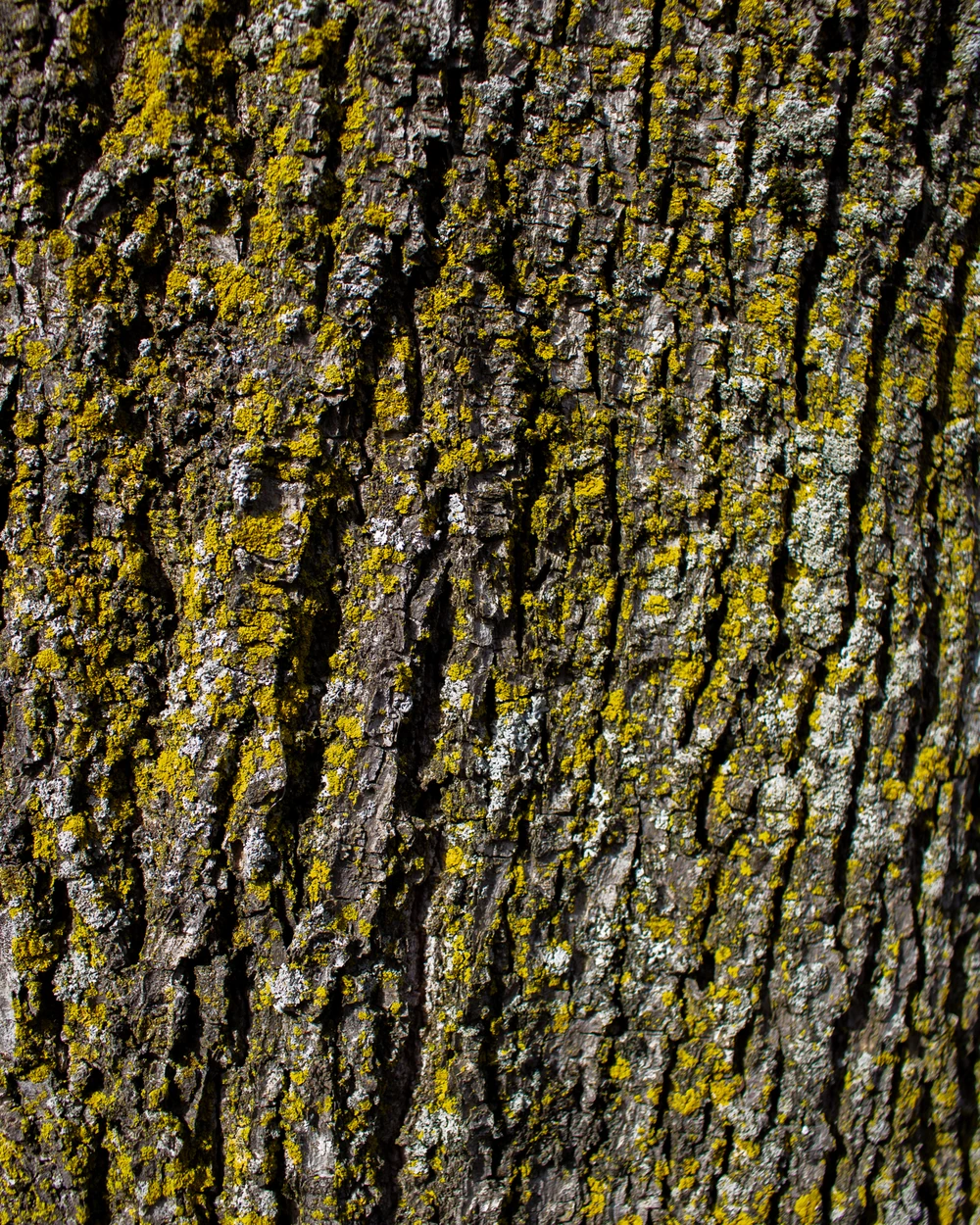 GreenBark
