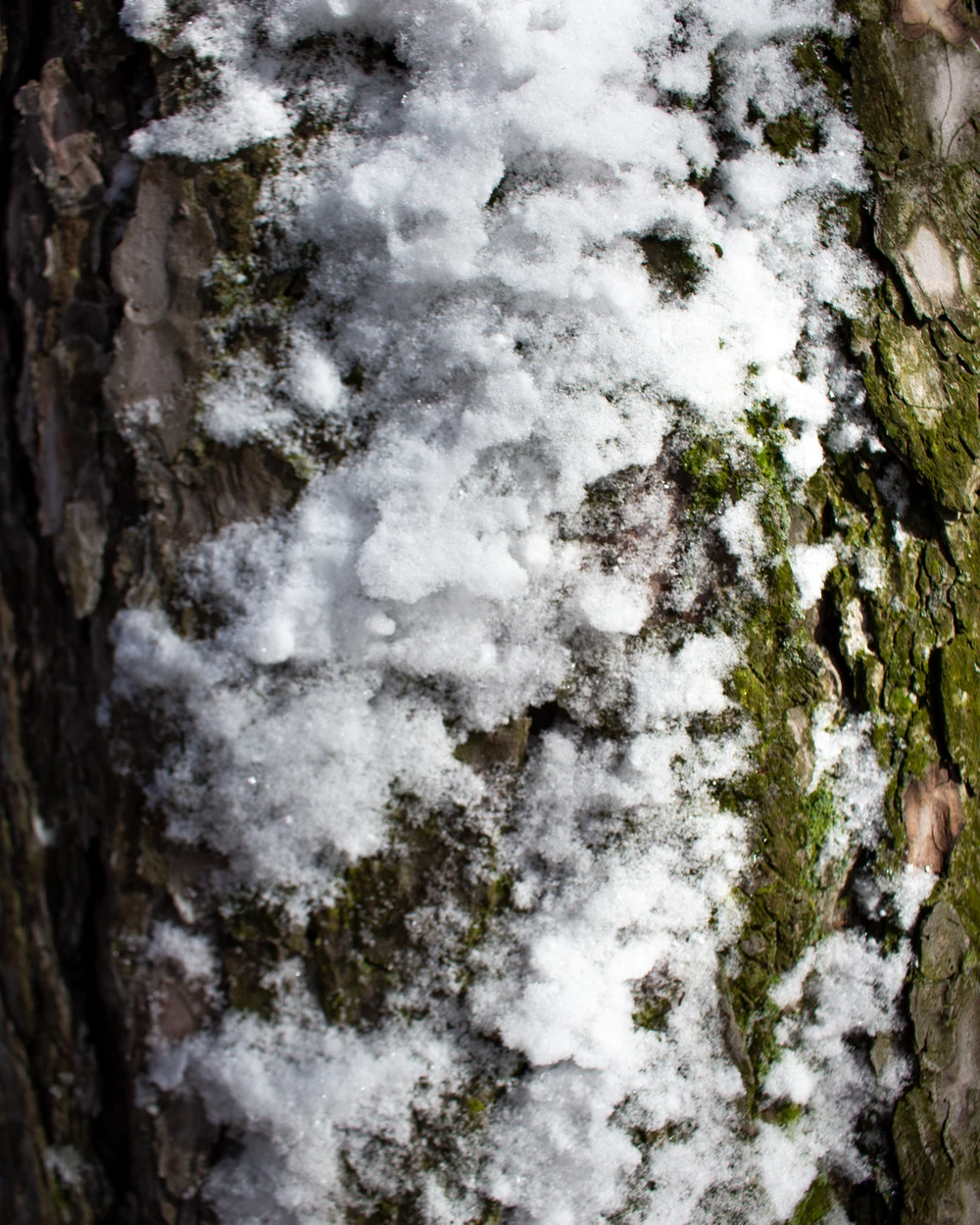 WeatheredBark